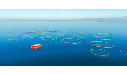 Av yasağı döneminde "çiftlik balığı tüketilmesi" tavsiyesi