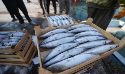 Av sezonun ilk günlerinde tezgahlar palamutla dolup taşıyor