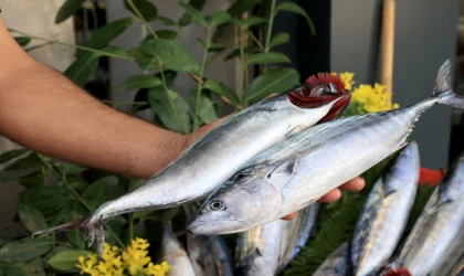 Bol çıkan palamut hem balıkçının hem tüketicinin yüzünü güldürüyor