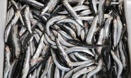 Hamsinin ağlara nadir takılması, sezonun geri kalanı için balıkçıları endişelendiriyor | Balık TV