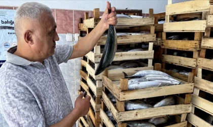 Sinop'ta balıkçıların ağlarına 2 bin kasa palamut takıldı