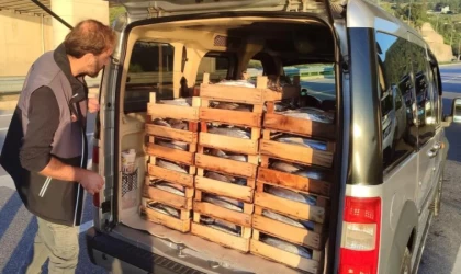 Sinop'ta 50 ton su ürününe el konuldu