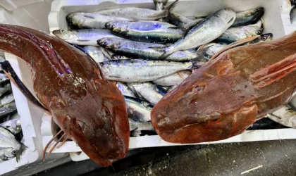 Sinop'ta kırlangıç balığının ağlara sık takılması balıkçıları sevindiriyor