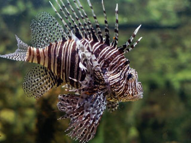 Aslan balığı: Türkiye denizlerindeki istilacı türler