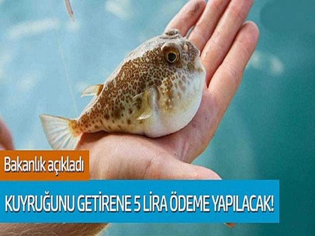 Balon balığıyla mücadele başladı! 'Kuyruğunu getir 5 lira al'