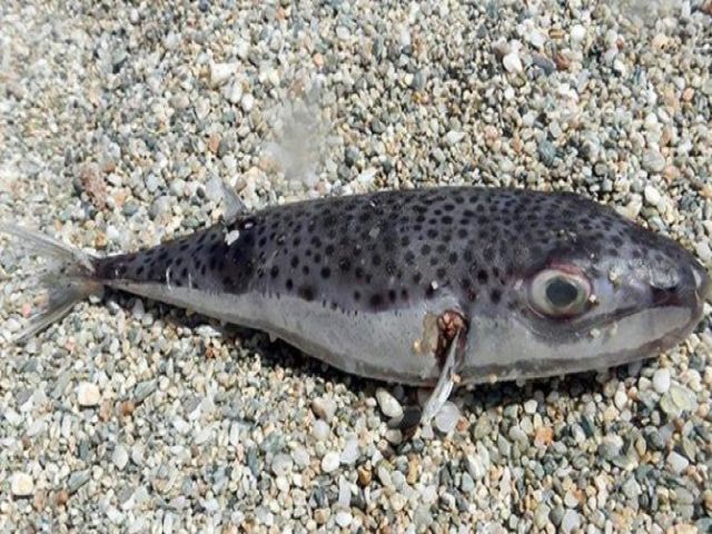 Kocaeli'nde Olta ile Balon Balığı Yakalandı