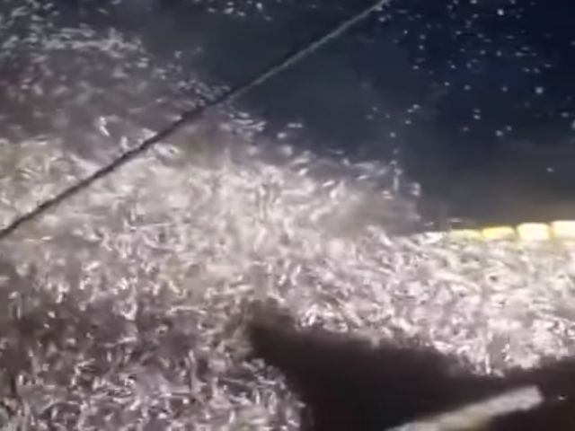 Reis'ten örnek "Balık Bitmesin" davranışı (Balık Haber)