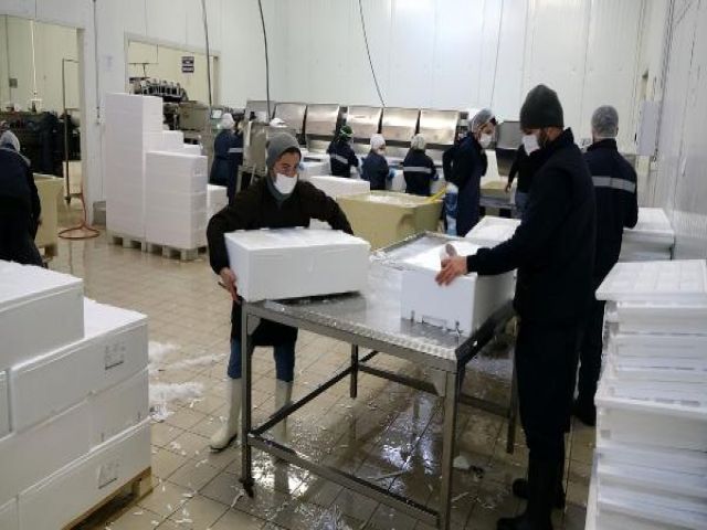 Avı yasaklanan hamsi için buzhaneler açıldı, stoklar piyasaya sürülüyor