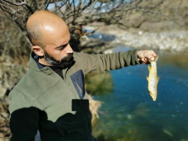 Çaya elektrik verdiler, yüzlerce balık telef oldu