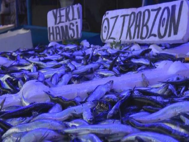 Hamsinin boyu neden küçük kaldı ?