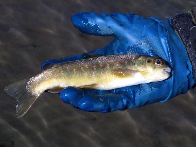 Kaçak avcılık, kırmızı benekli alabalığın neslini tüketebilir