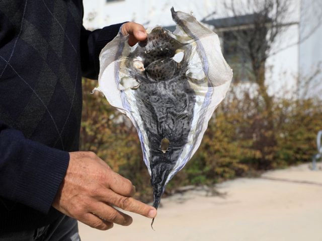 'Balon balığının derisi cüzdan yapılsın' önerisi...