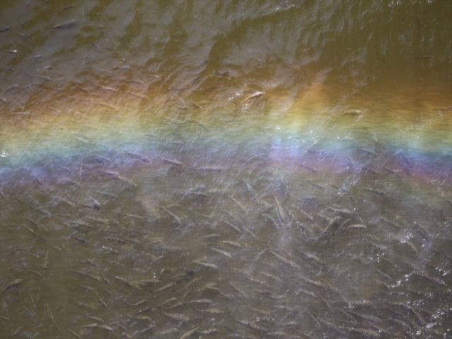 Asi Nehri'nde Balık Ölümleri