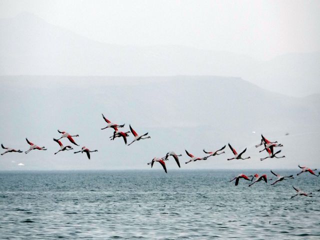 Flamingolar Kuraklık Nedeniyle Yer Değiştirdi, Fotoğrafçılar Yakından Görüntüleyebildi