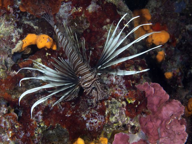 Aslan balığı: Türkiye denizlerindeki istilacı türler