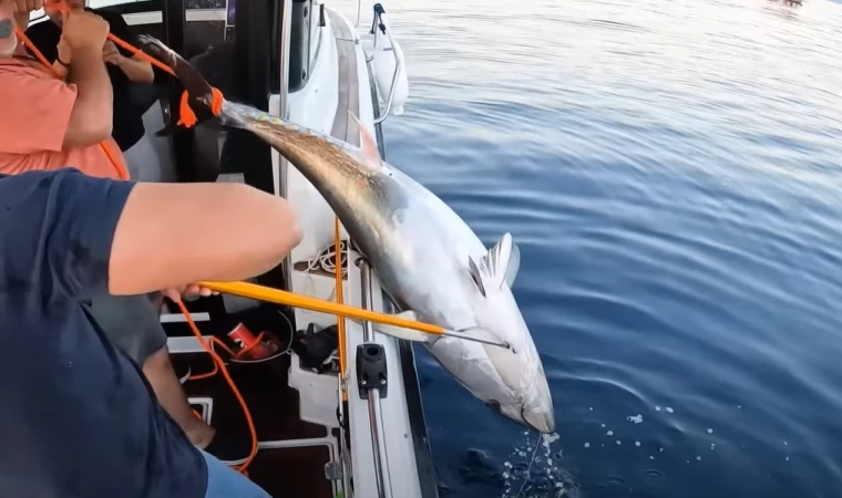 200 Kilo Balık Yakaladık / Giant Bluefin Tuna Catch