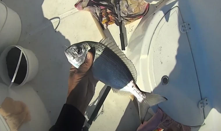 Bodrum çupra avı / Çupra vuruşu nasıl olur ? Balık nazlıyken yeme nasıl dokunur ?