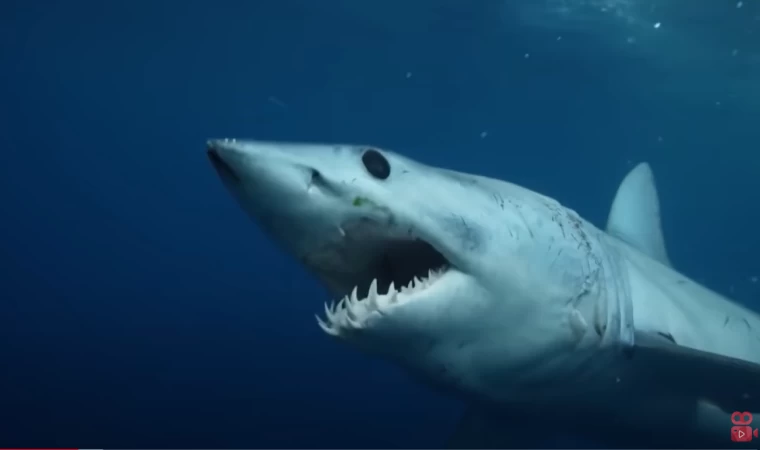 Bu Köpek Balığı Tarihte Sadece İki Kez Görüldü