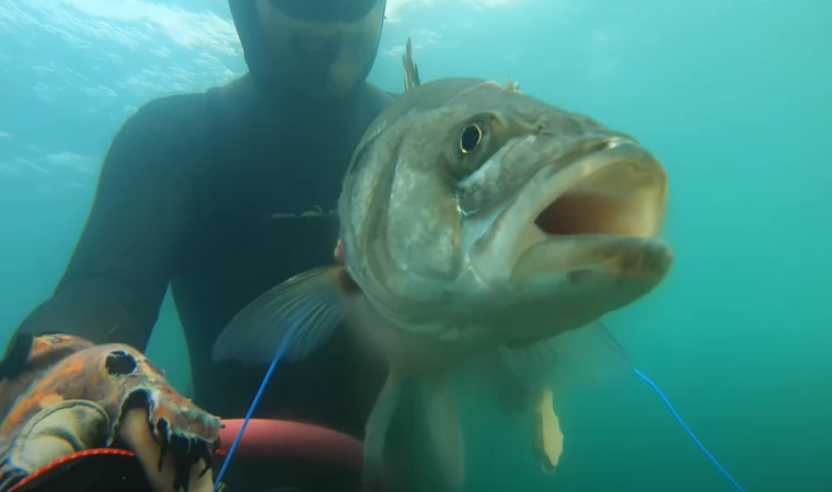 Gemi Batığında Balık Avı..Trofe balıklar..Levrek-Eşkina-Lüfer-Karagöz ve Diğerleri...
