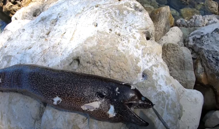 HERKESİN KORKTUĞU O BALIK!! | Vahşi Müren Balığı Avı - Yakala Pişir