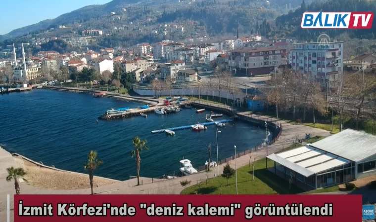 İzmit Körfezi'nde "deniz kalemi" görüntülendi