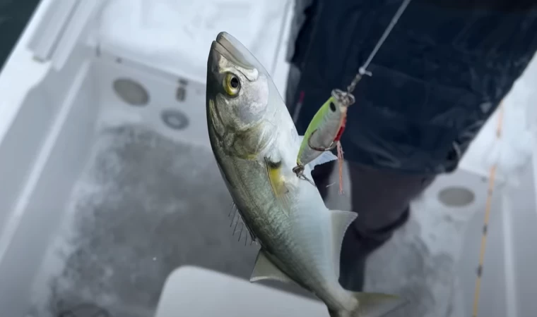 KARLI HAVADA JİG İLE PALAMUT VE SARIKANAT AVI NASIL YAPILIR