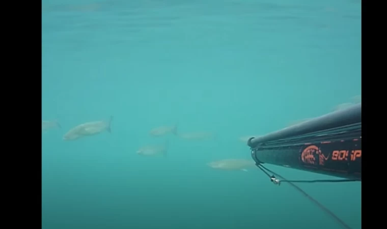 Zıpkın kıyı avı bodrum (anlatımlı)