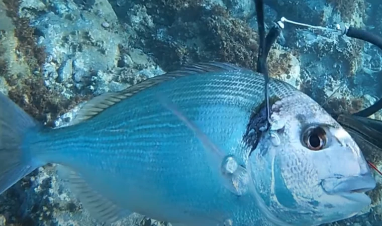 Zıpkınla Çipura Avları (Sığ su - Eğitim içeriklidir)