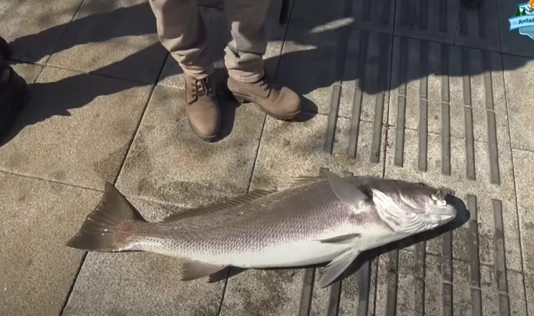 KIYIDAN DEV REKOR!! AL GÖTÜR OKULA YAZDIR!! Granyöz Nasıl Yakalanır?