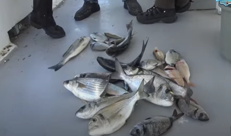 LİMANDA BALIK PATLADI!! LEVREKLER, ÇUPRALAR ve KEFALLER!! (RAMAZANDA)