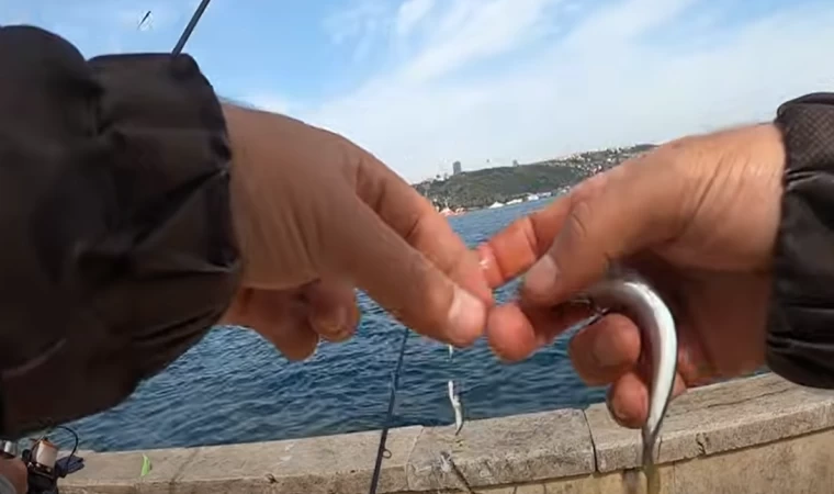 Sardalya Var - İstavrit Var - Muhabbet Var - Çapari Balık Avı