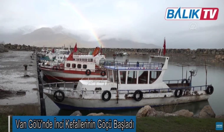 Van Gölü'nde İnci Kefallerinin Göçü Başlıyor
