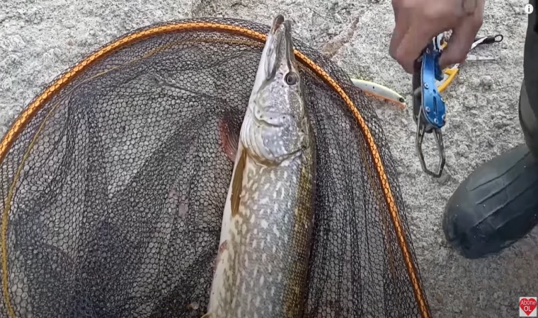 3 CANAVAR TURNA 1 SAATTE NASIL TUTULUR