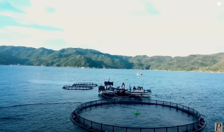 Mısır, Devasa Su Çiftliği Sayesinde Dünyanın En Büyük Balık İhracatçısı Oluyor