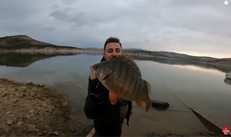 Perch Avı / Her Atış +40 cm Levrek / Perchler Oltalara Hücum Etti !