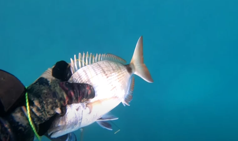 ‼️SU ALTINDA DEV BALIKLA 30 DAKİKA MÜCADELE‼️| Karantina Şansı..