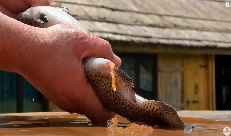 EN TAZE ALABALIK LEZZETLİ YEMEKLER! | UZAK KÖYDE YAŞAM