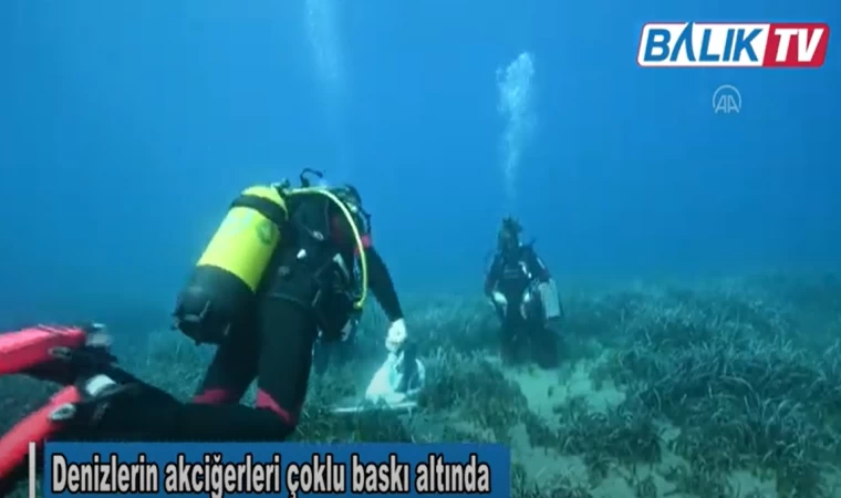 Zafer Kızılkaya "Denizlerin akciğerleri çoklu baskı altında" #akdenizkorumaderneği #balıktv