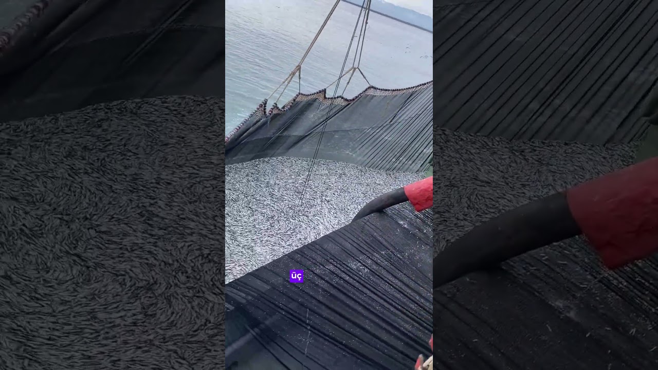 Ağlar hamsiyle doldu #balıkçılık #hamsi #haber