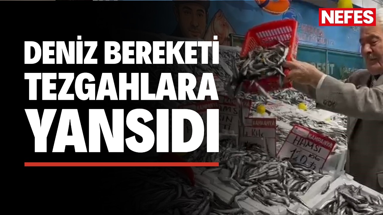 Deniz bereketi tezganlara yansıdı: Hamsi fiyatları dibe indi