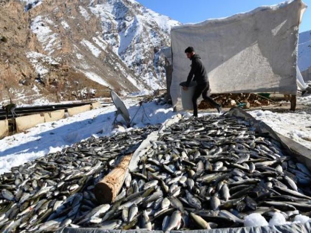 12 ton alabalık telef oldu