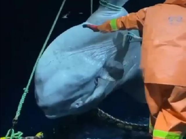 Balıkçıların ağına dev 'ay balığı' takıldı
