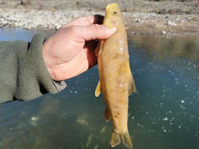 Çaya elektrik verdiler, yüzlerce balık telef oldu