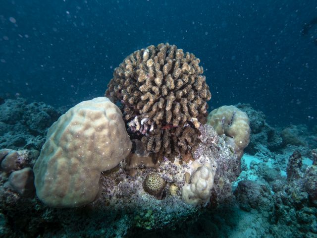 İklim değişikliği ve kirlilik Maldivler'in mercan resiflerini tehdit ediyor