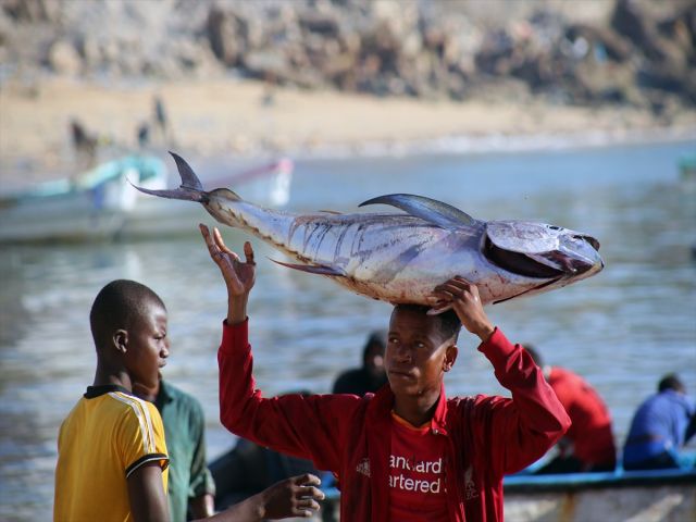 Somali'de balıkçı tekneleri her sabah köpek balıkları için açılıyor