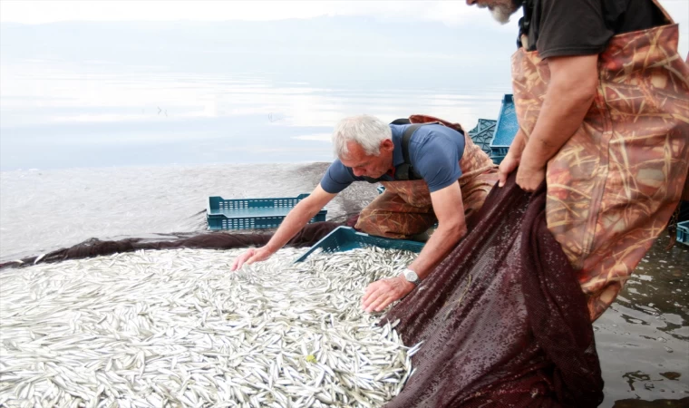 İznik Gölü'nde gümüş balığının ihracat yolculuğu başladı