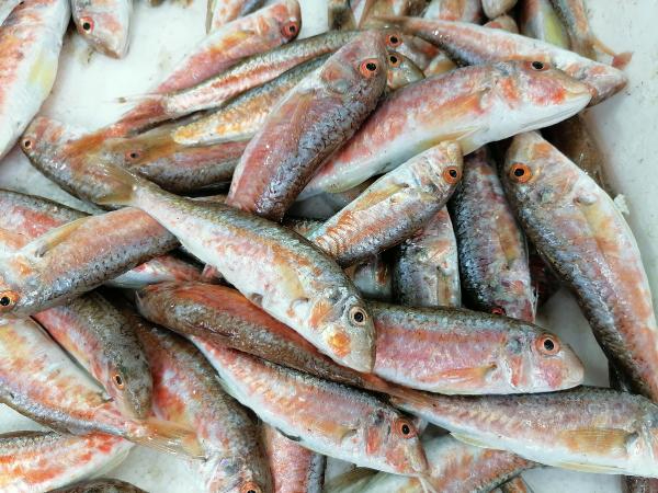 Karadeniz'de hamsinin yerini istavrit ve barbun aldı