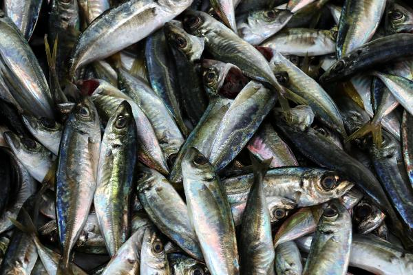 Karadeniz'de hamsinin yerini istavrit ve barbun aldı