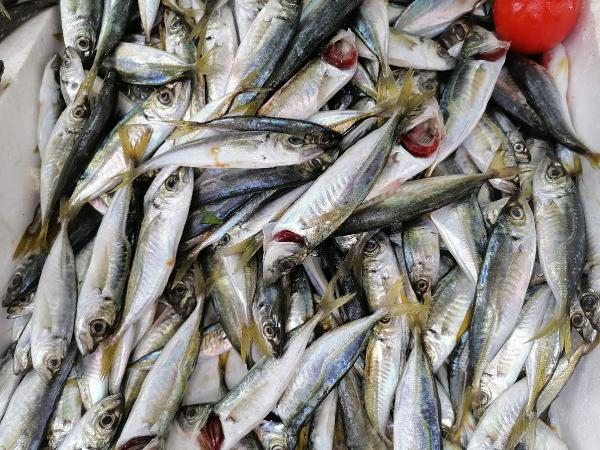 Karadeniz'de hamsinin yerini istavrit ve barbun aldı