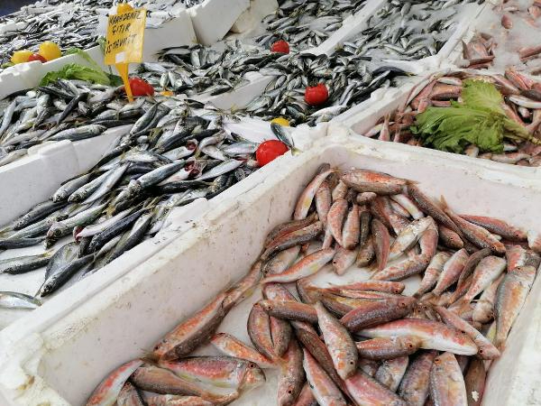 Karadeniz'de hamsinin yerini istavrit ve barbun aldı
